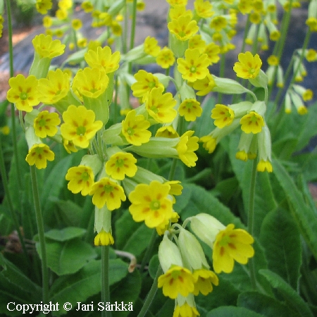 Primula veris